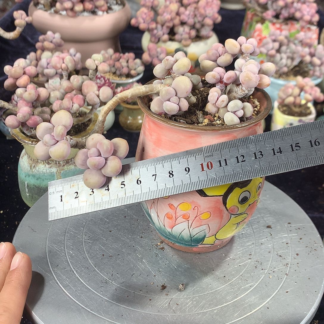 41号不带盆偏远的不包邮的