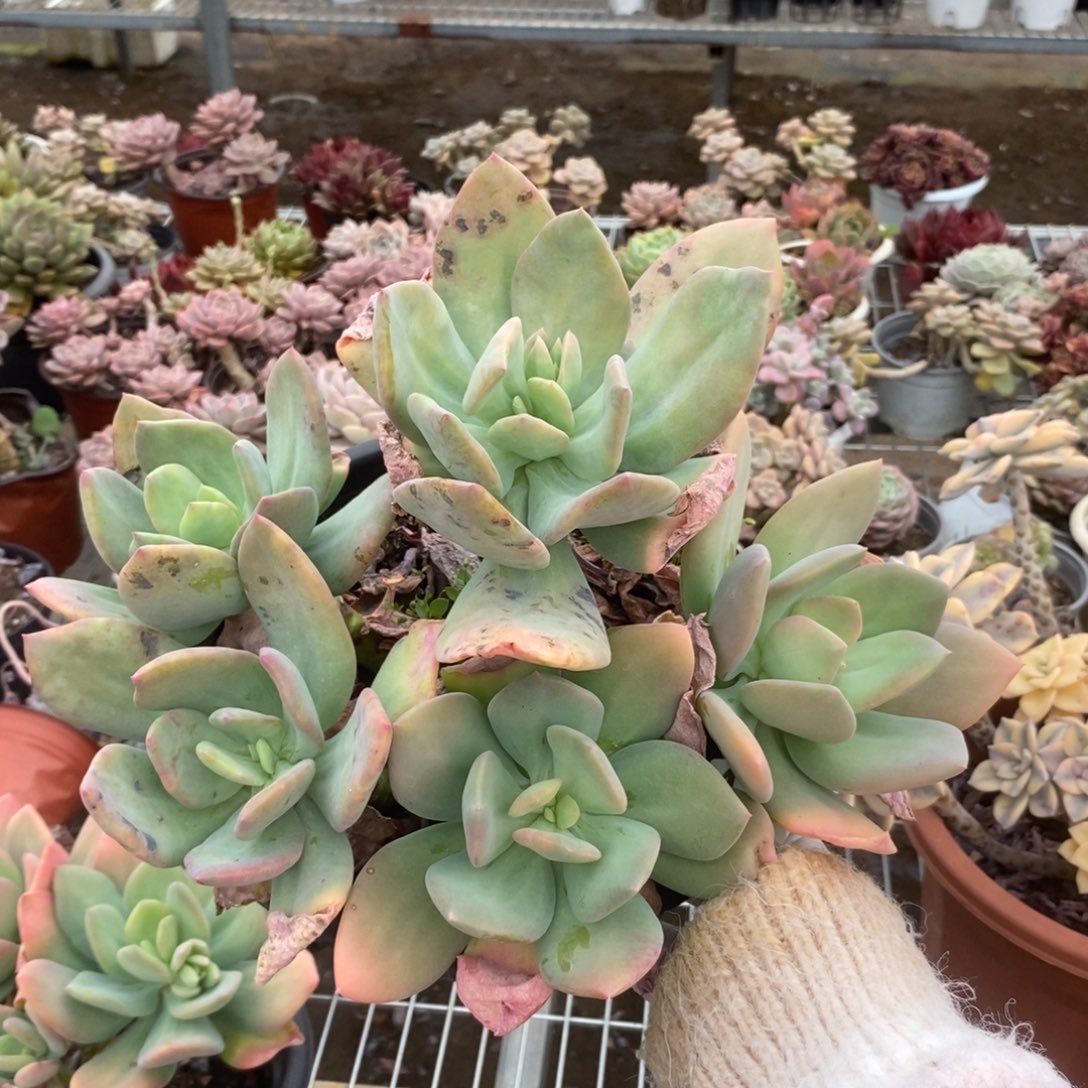 4283芒果美人一物一拍