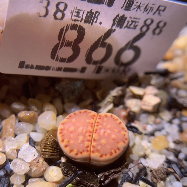 精品sss生石花866