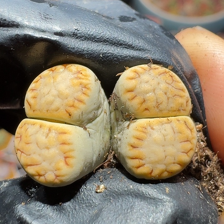 生石花1111122。   88