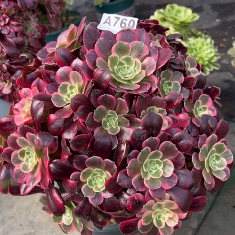 760金丝雀30厘米左右