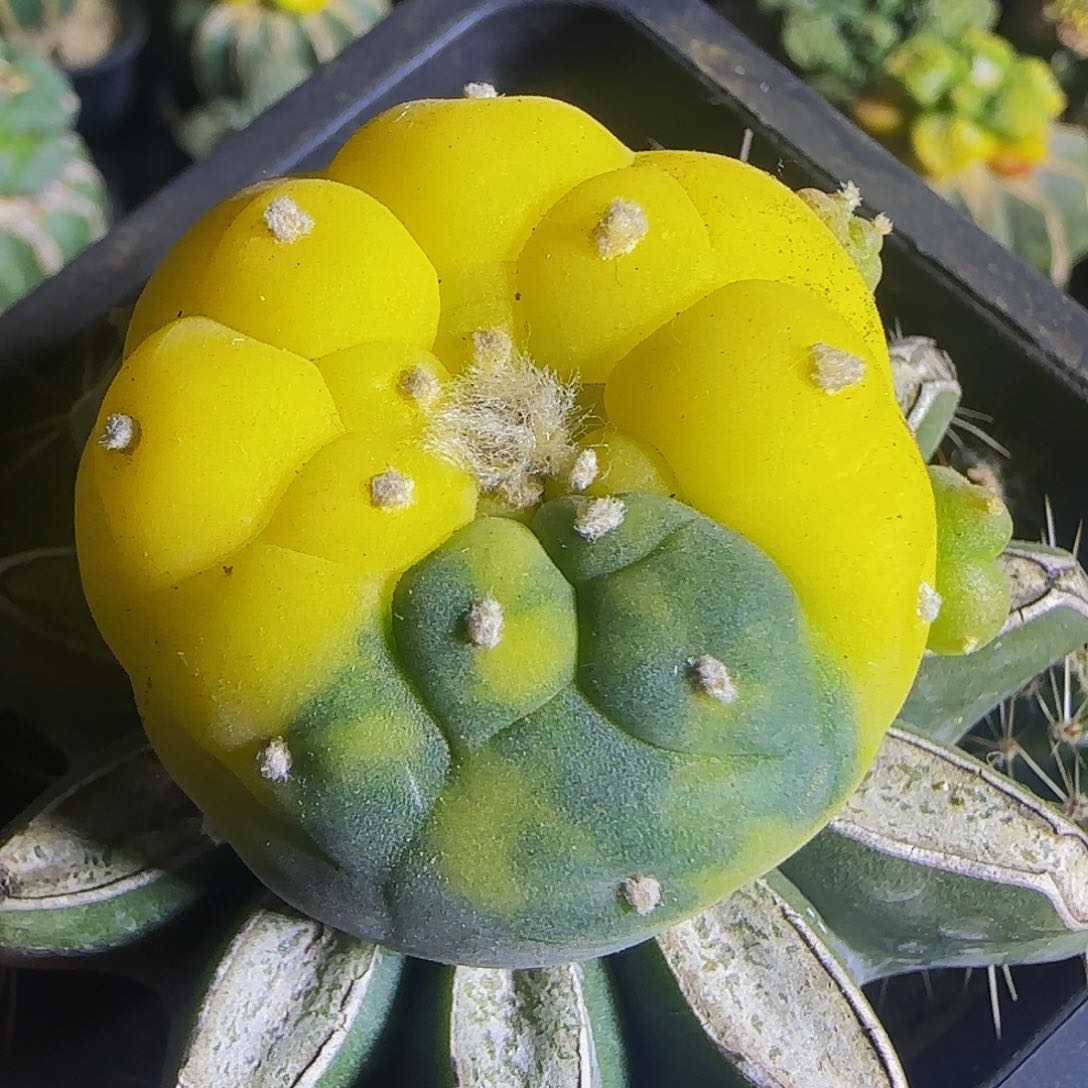 仙锦790仙人球开花