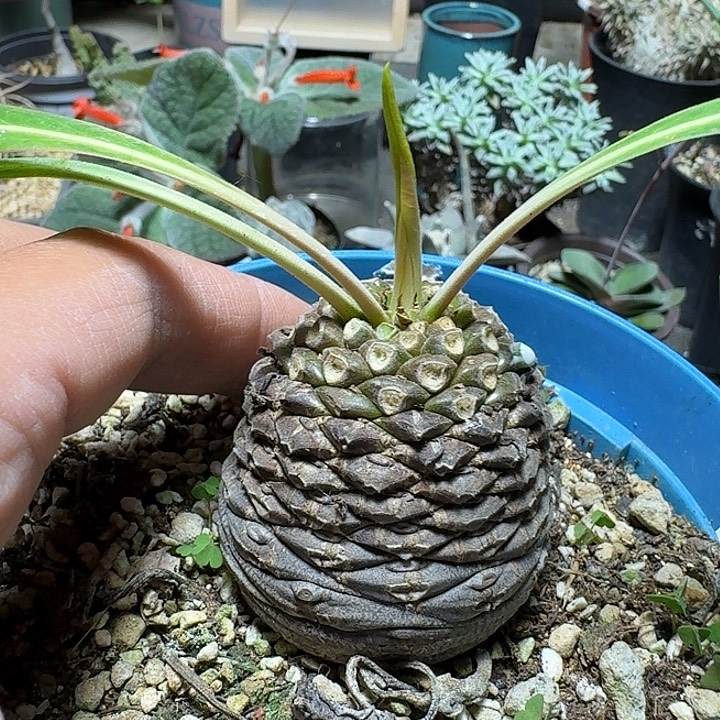 103铁甲丸带盆发货实生