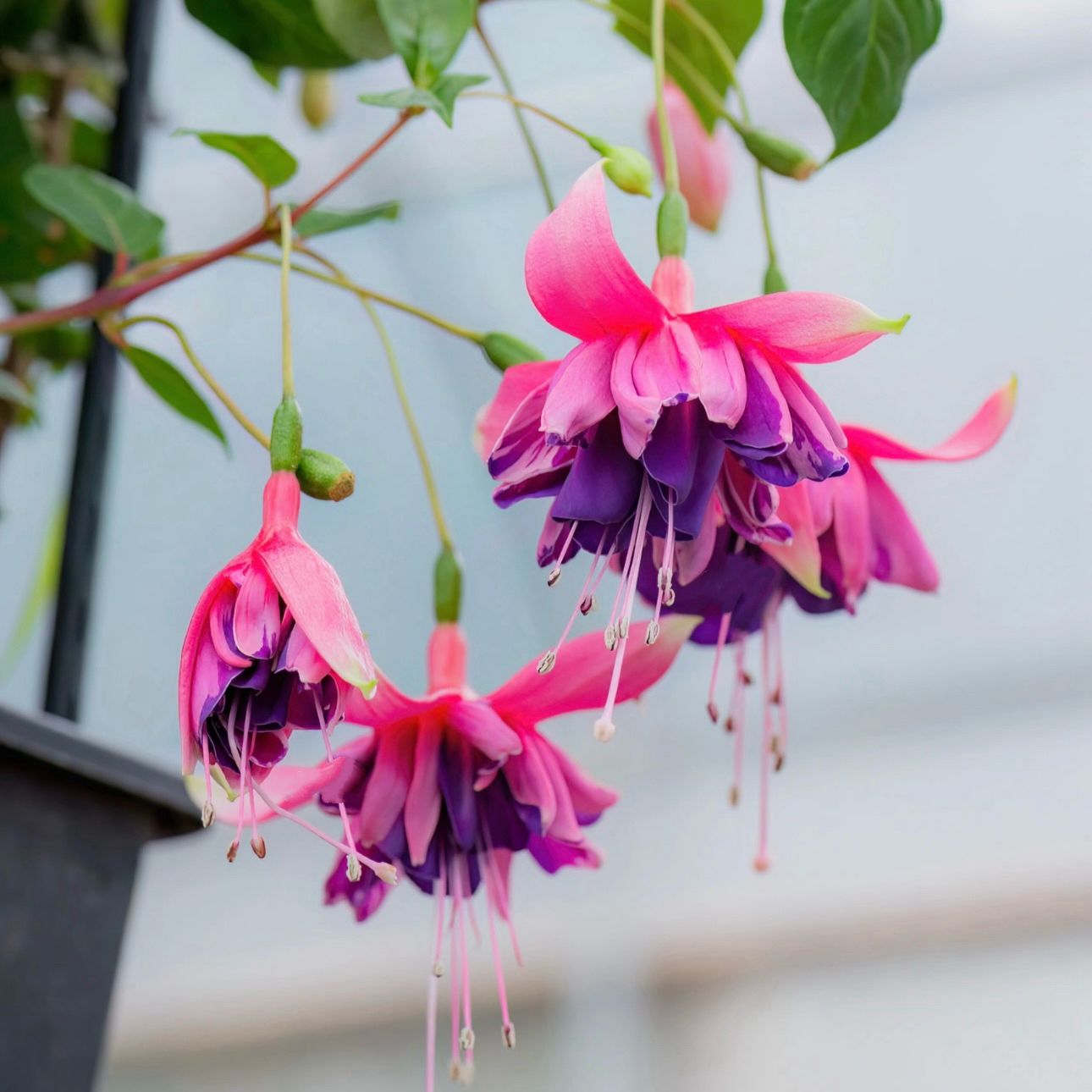 【鎏金岁月棒棒糖】 灯笼花倒挂金钟 庭院阳台易养护 花期长