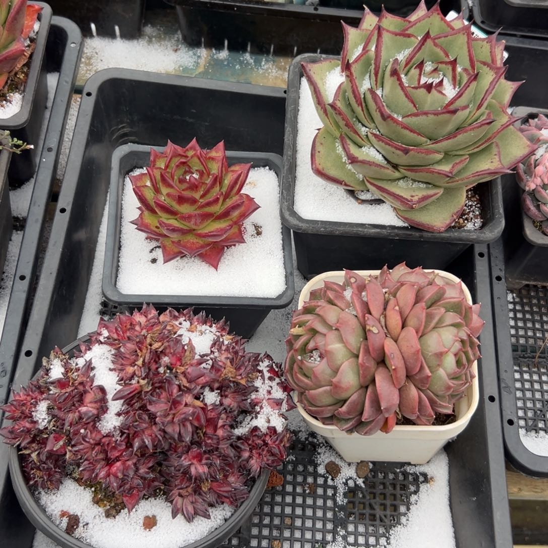 多肉一物一拍0126-371