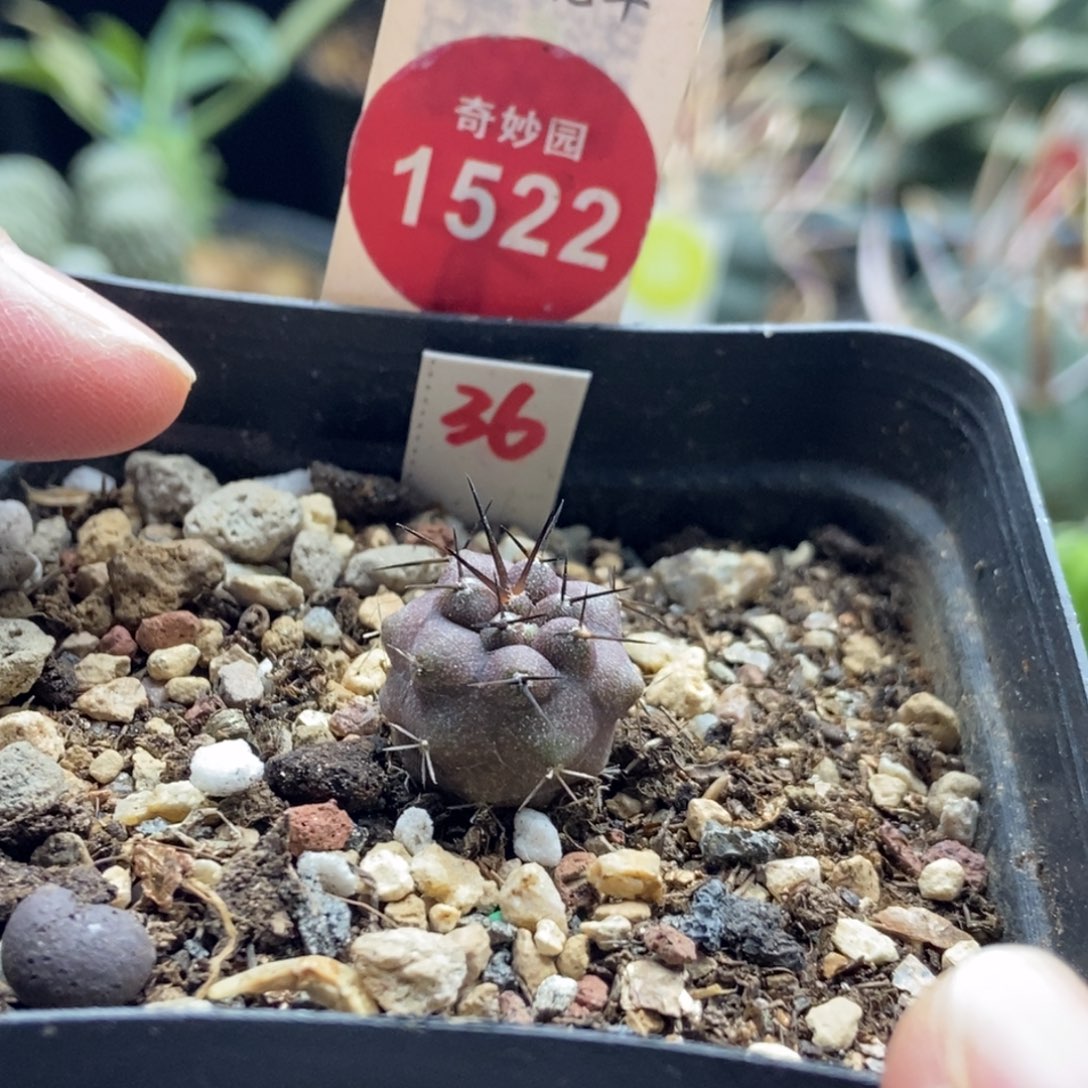 实生黑王丸1.5cm一棵仙人球