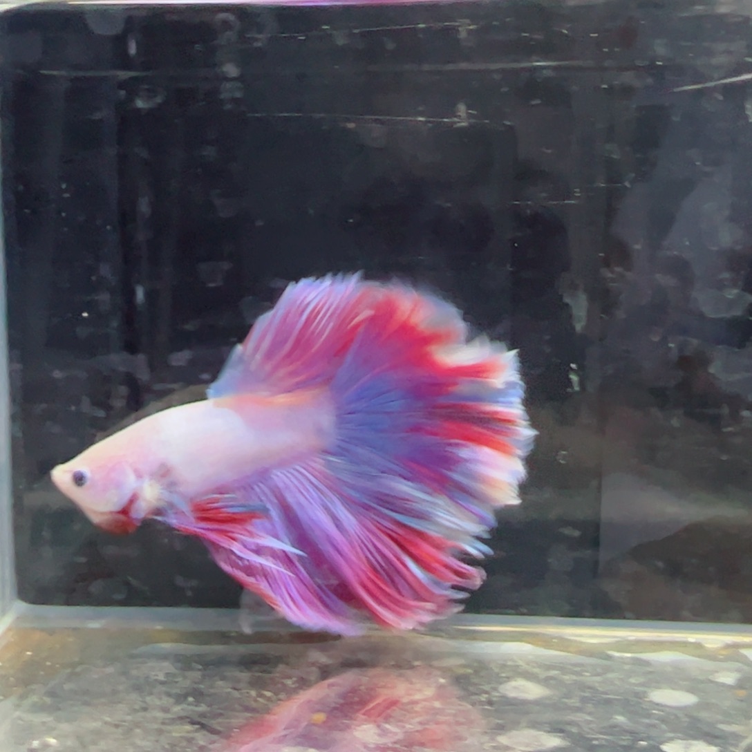 斗鱼浅色特殊尾hhhhh