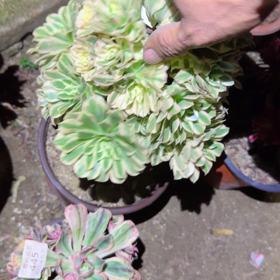 防花法师多肉446