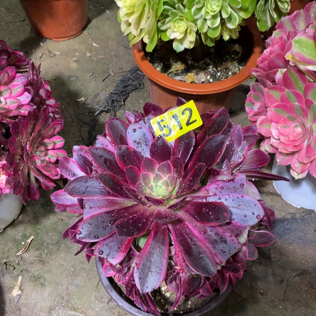 金丝雀多肉法师512嫩庄