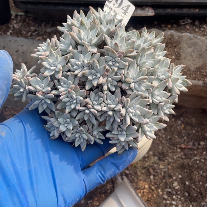 294号白菊多肉植物