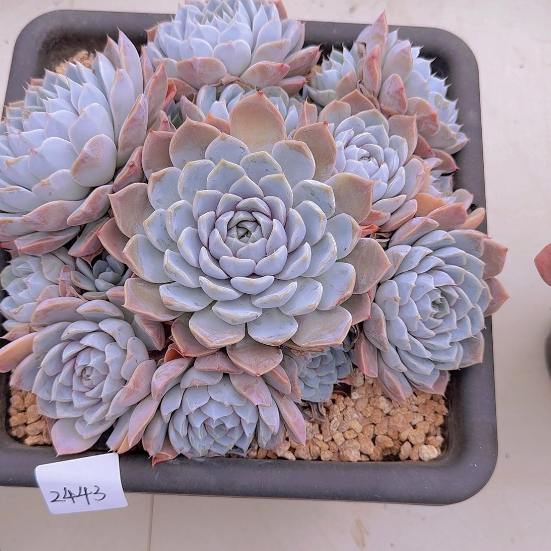 2443雪兔多肉植物