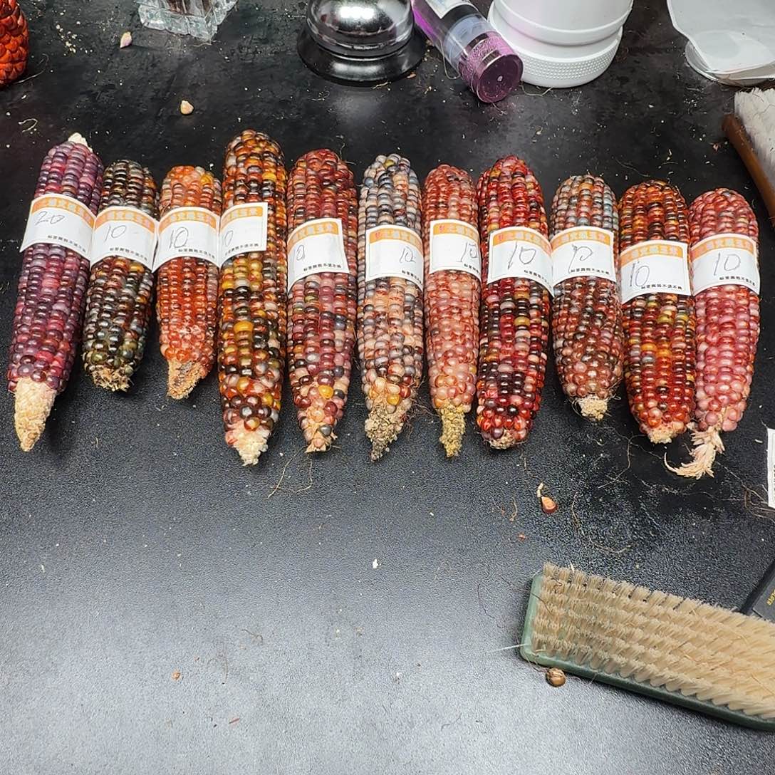 彤***^大叶紫檀（黑酸枝木类）