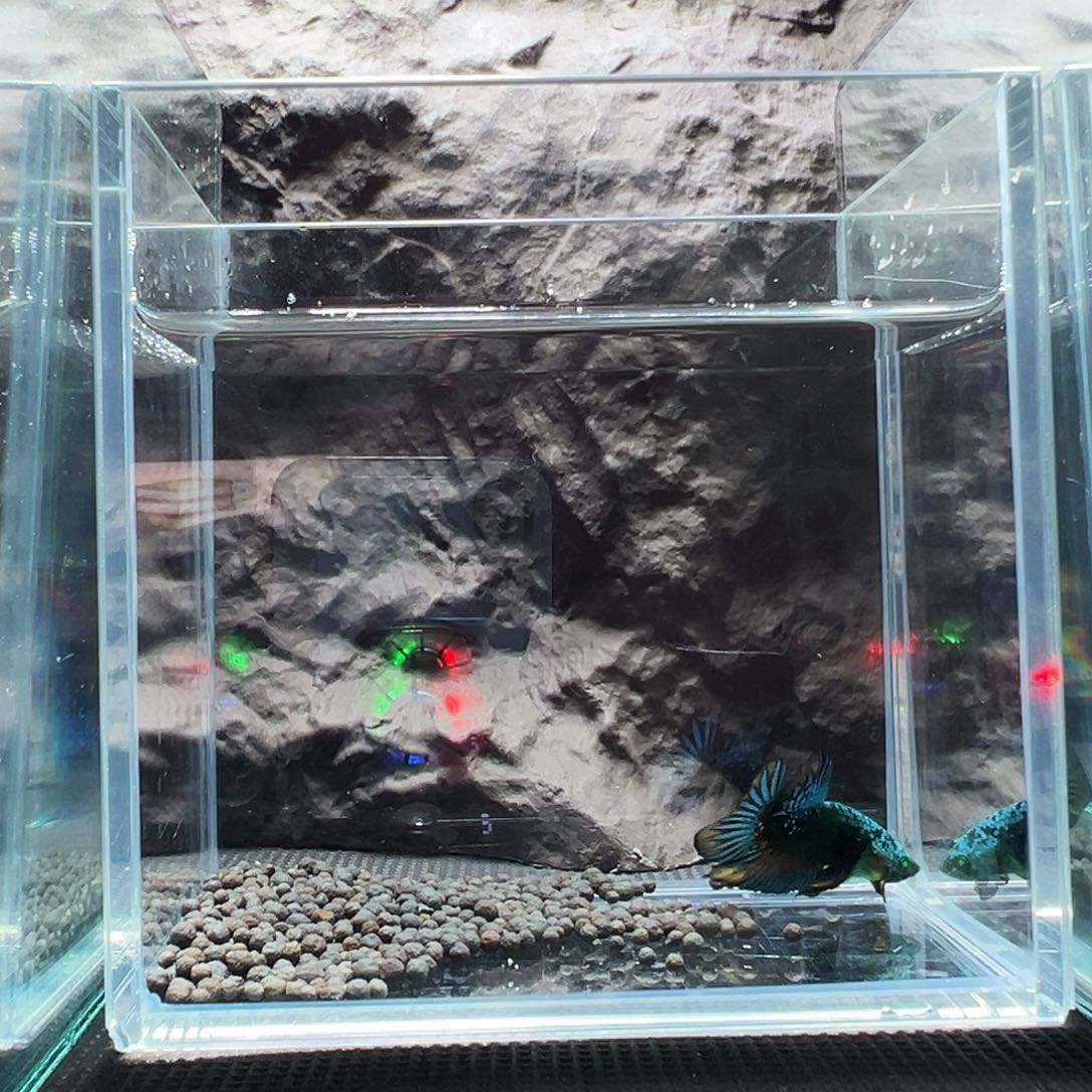 斗鱼精品精品精品精品