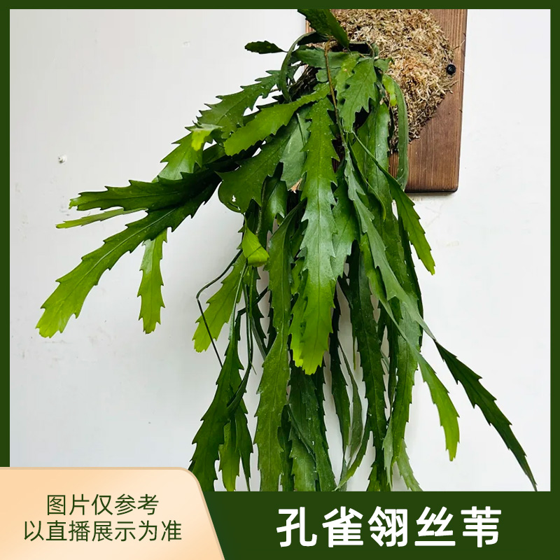 孔雀翎丝苇垂钓ins风植物美观