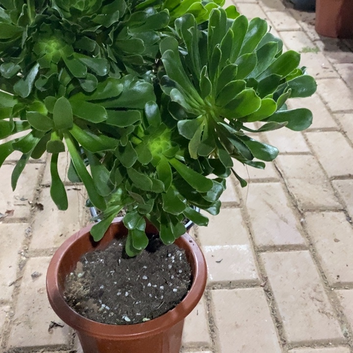 用***8原始绿E036000000