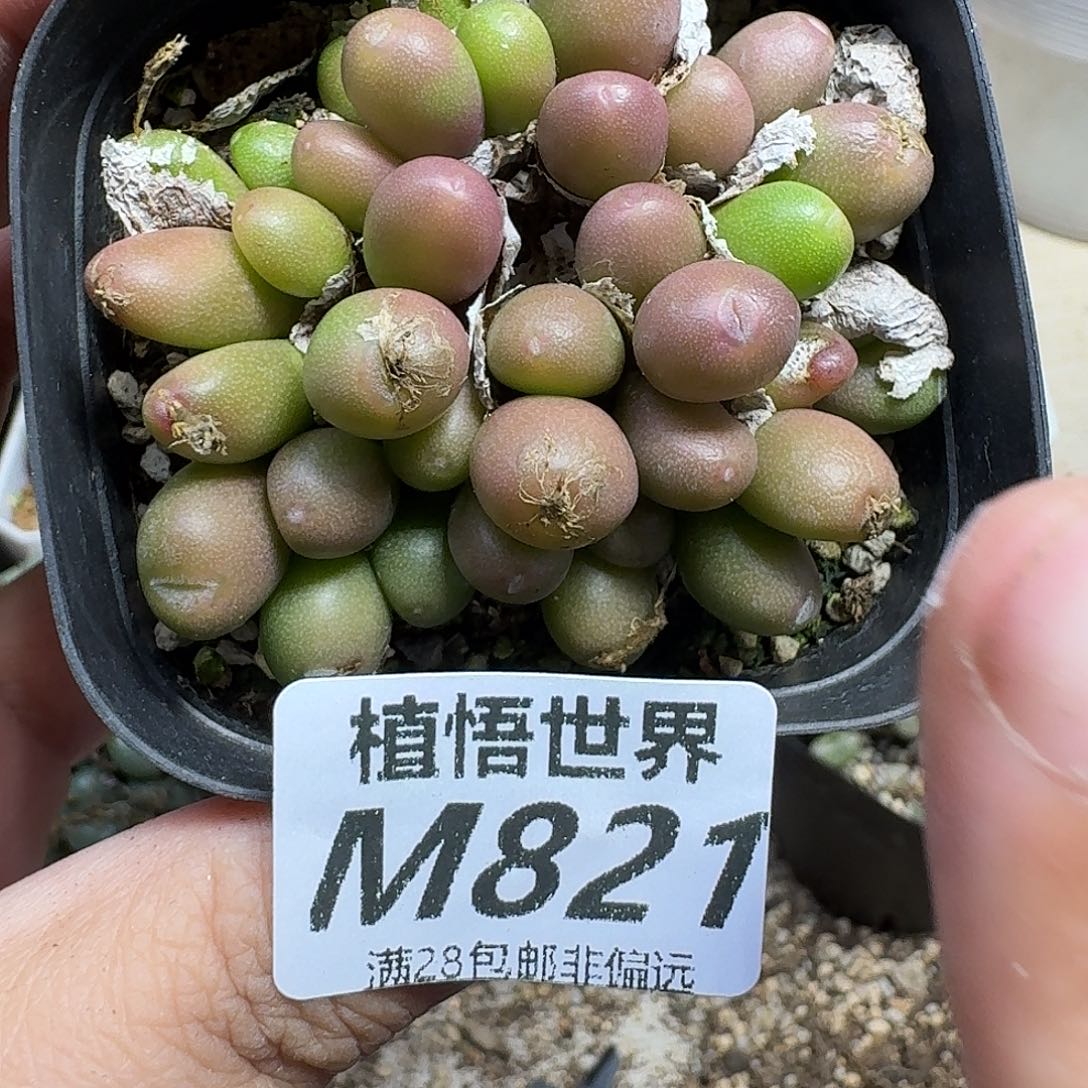 多肉植物的润泽fbb