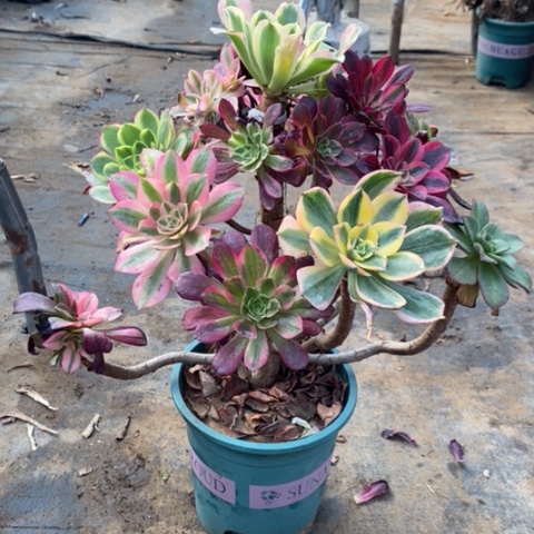 嫁接多肉植物024