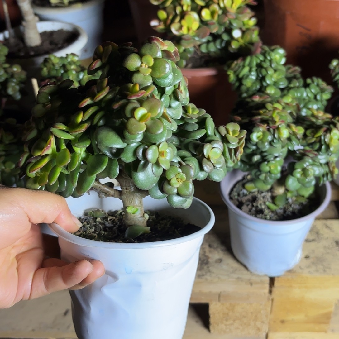 9588糖果姬红石化带盆发