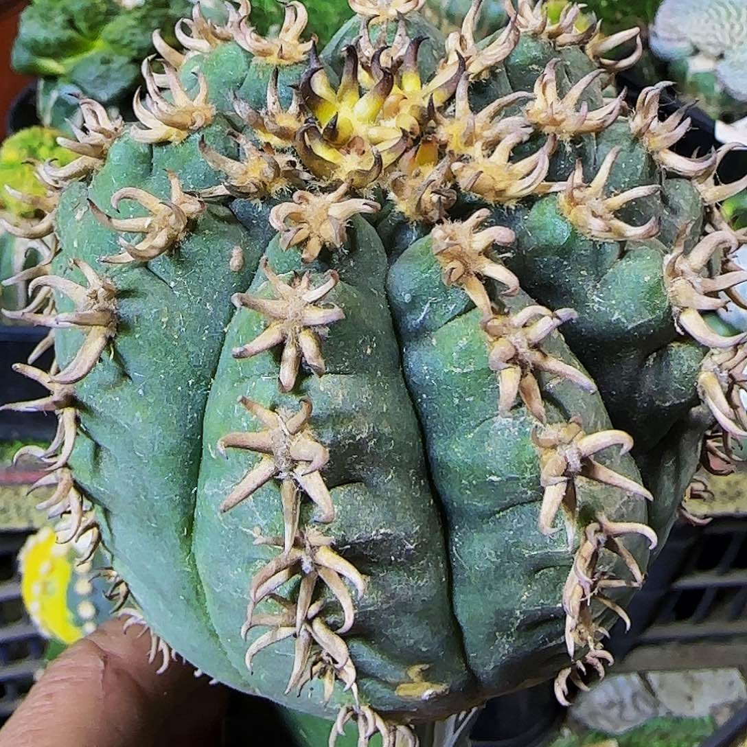 猫爪060仙人球开花