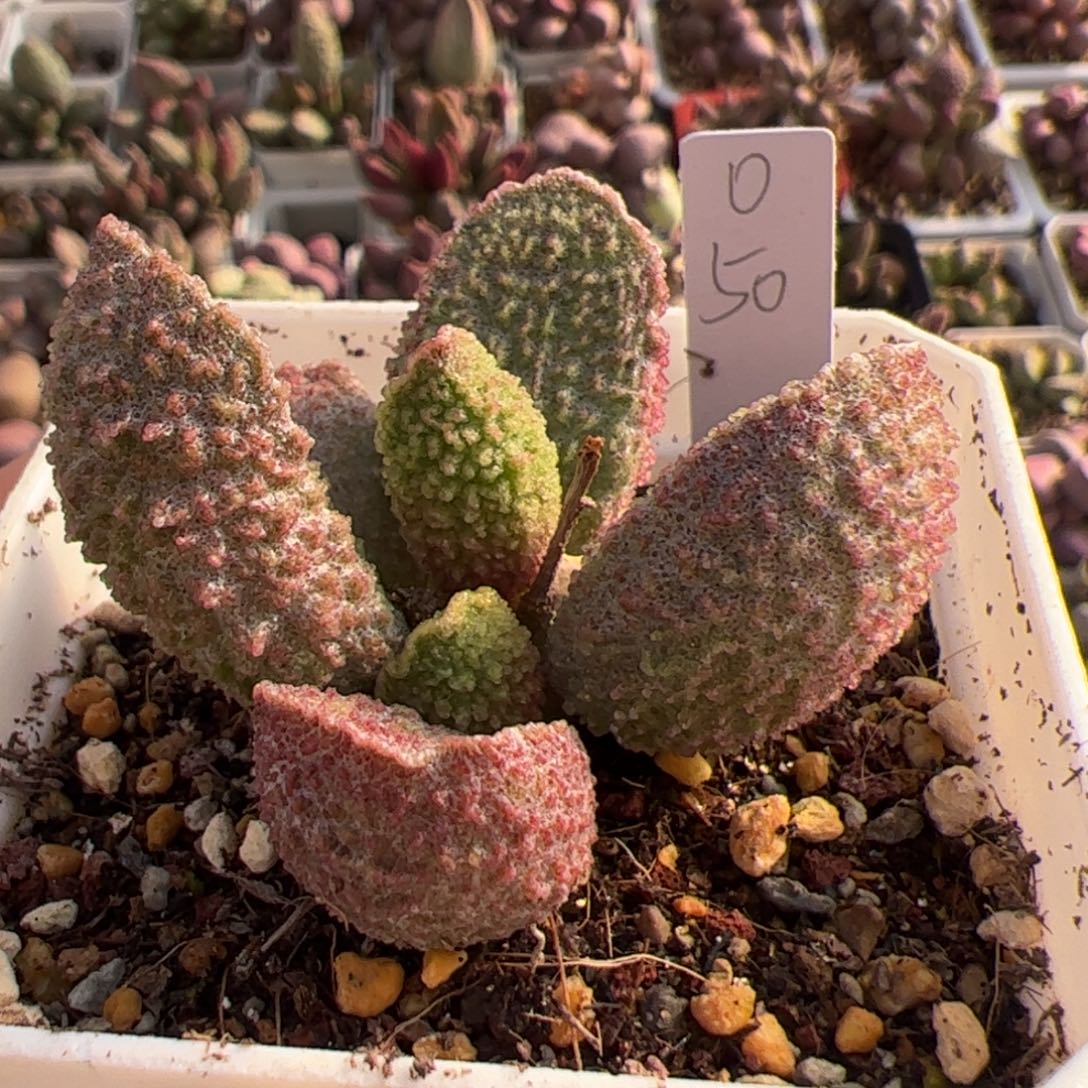 实生新品整颗多肉植物水泡