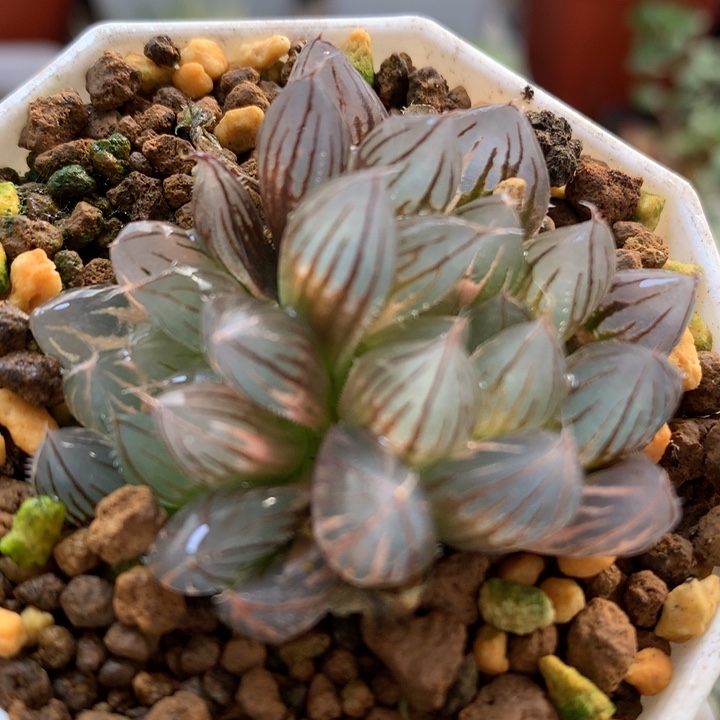 霓虹灯玉露锦带盆土发货