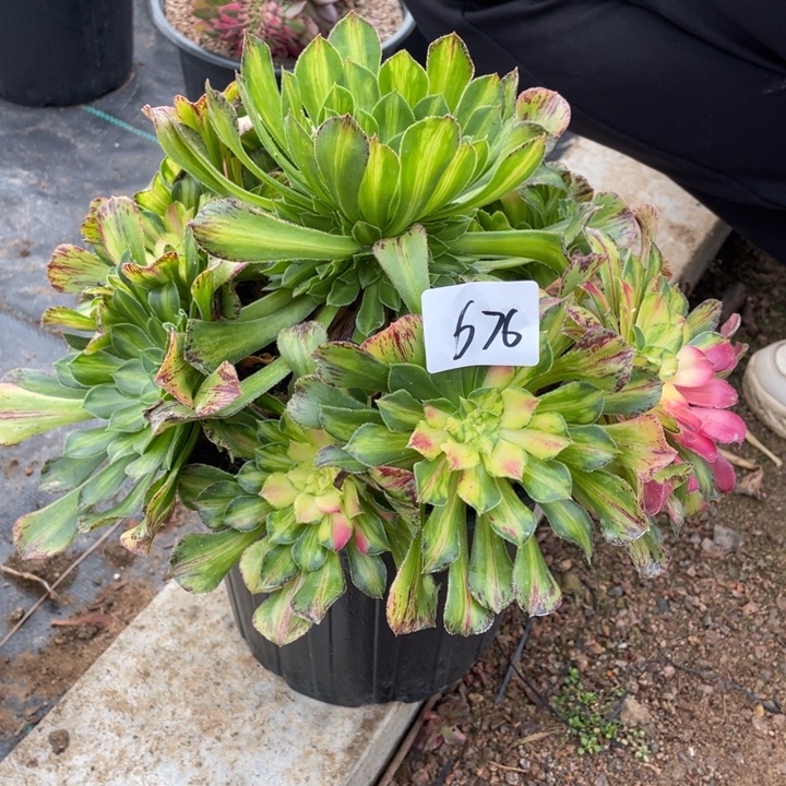 法师植物知否法师676