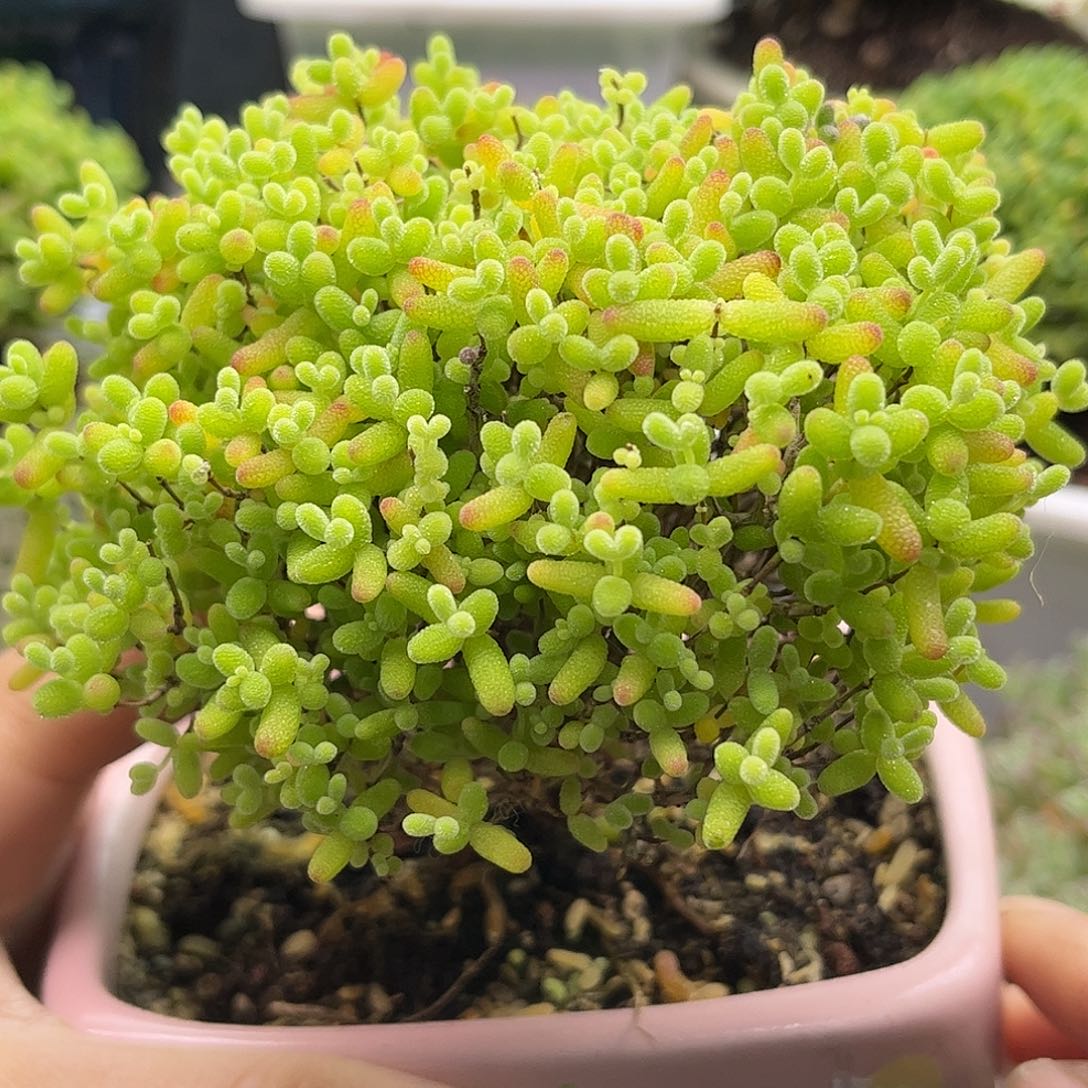 29蜜桔老桩带盆优选