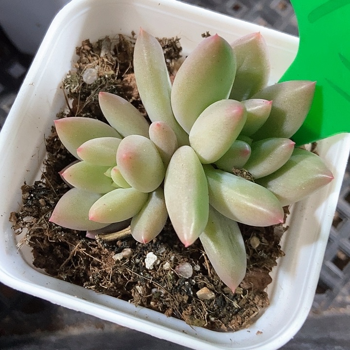 多肉植物753多肉