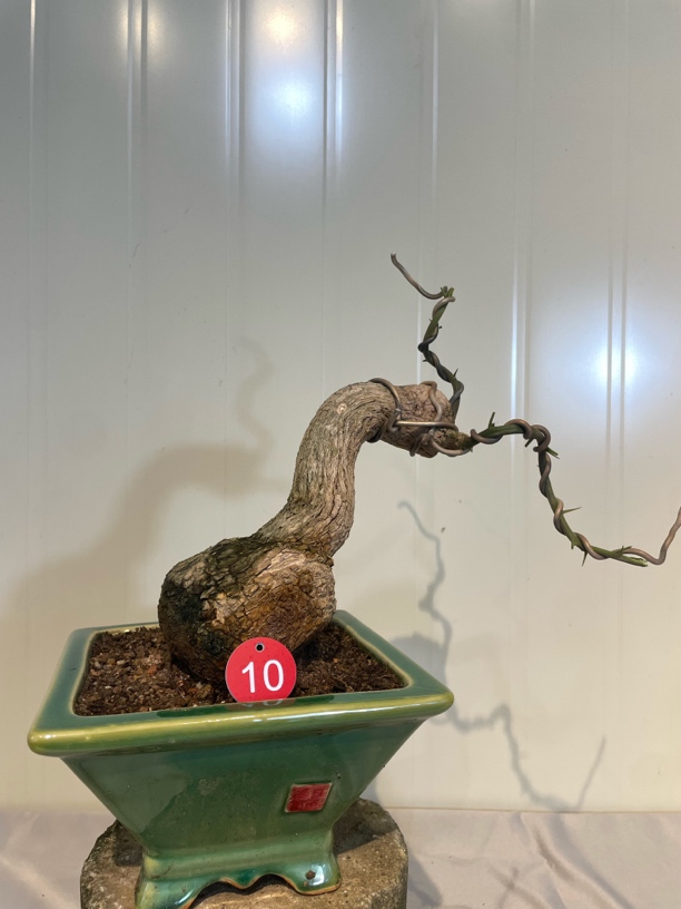 三角梅小叶紫盆景老桩一物一拍1