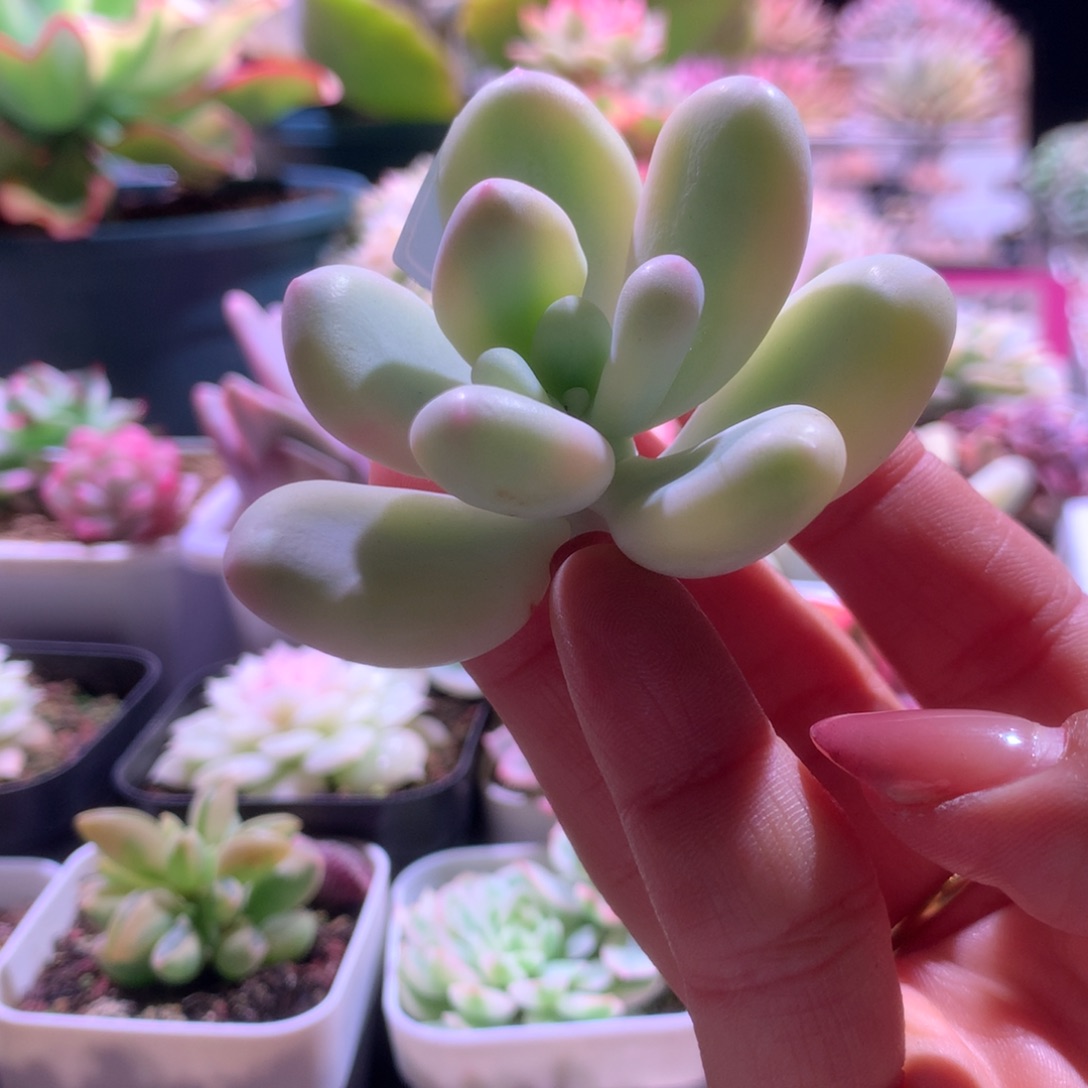 蛋黄奶酪覆轮锦有杆子