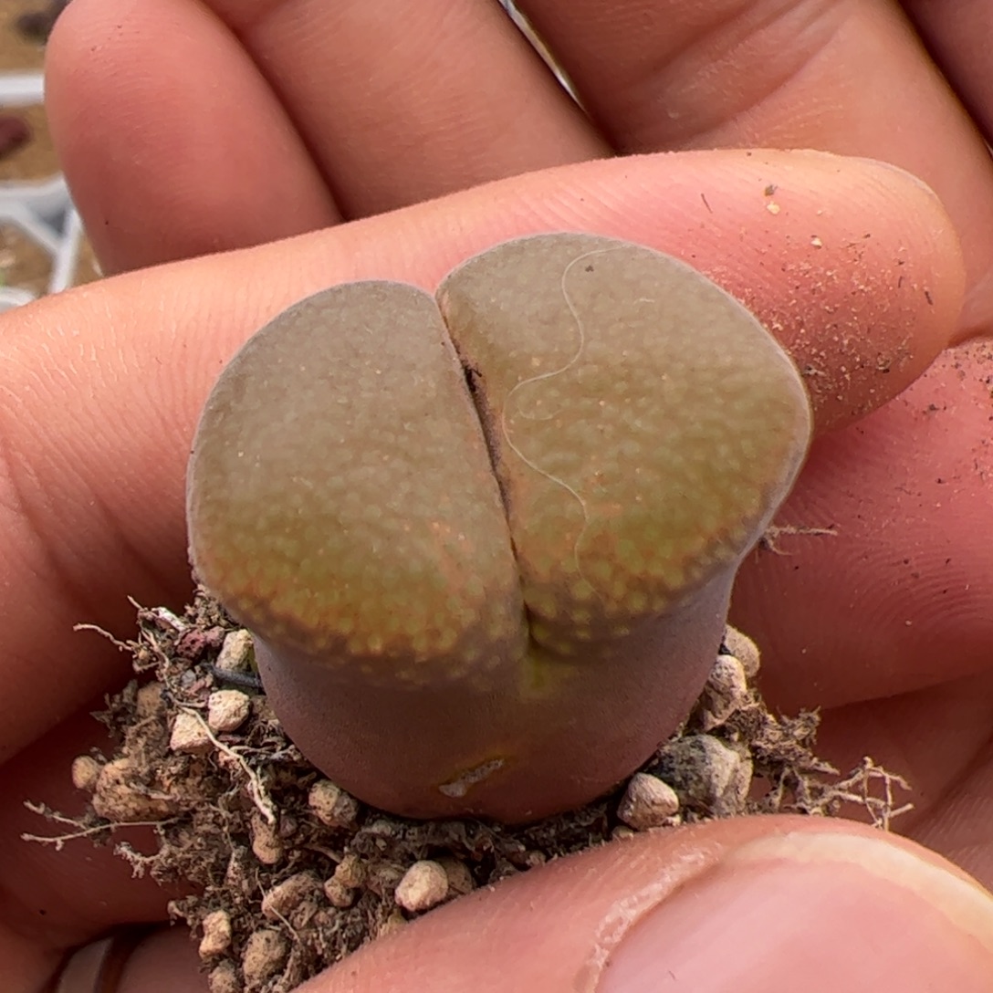 0264号 帕法德 多肉植物