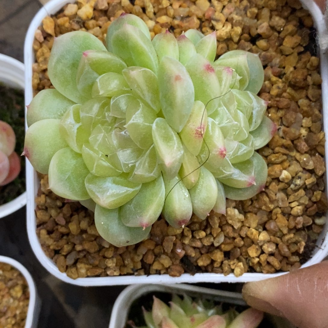 精品多肉一物一拍不包整310