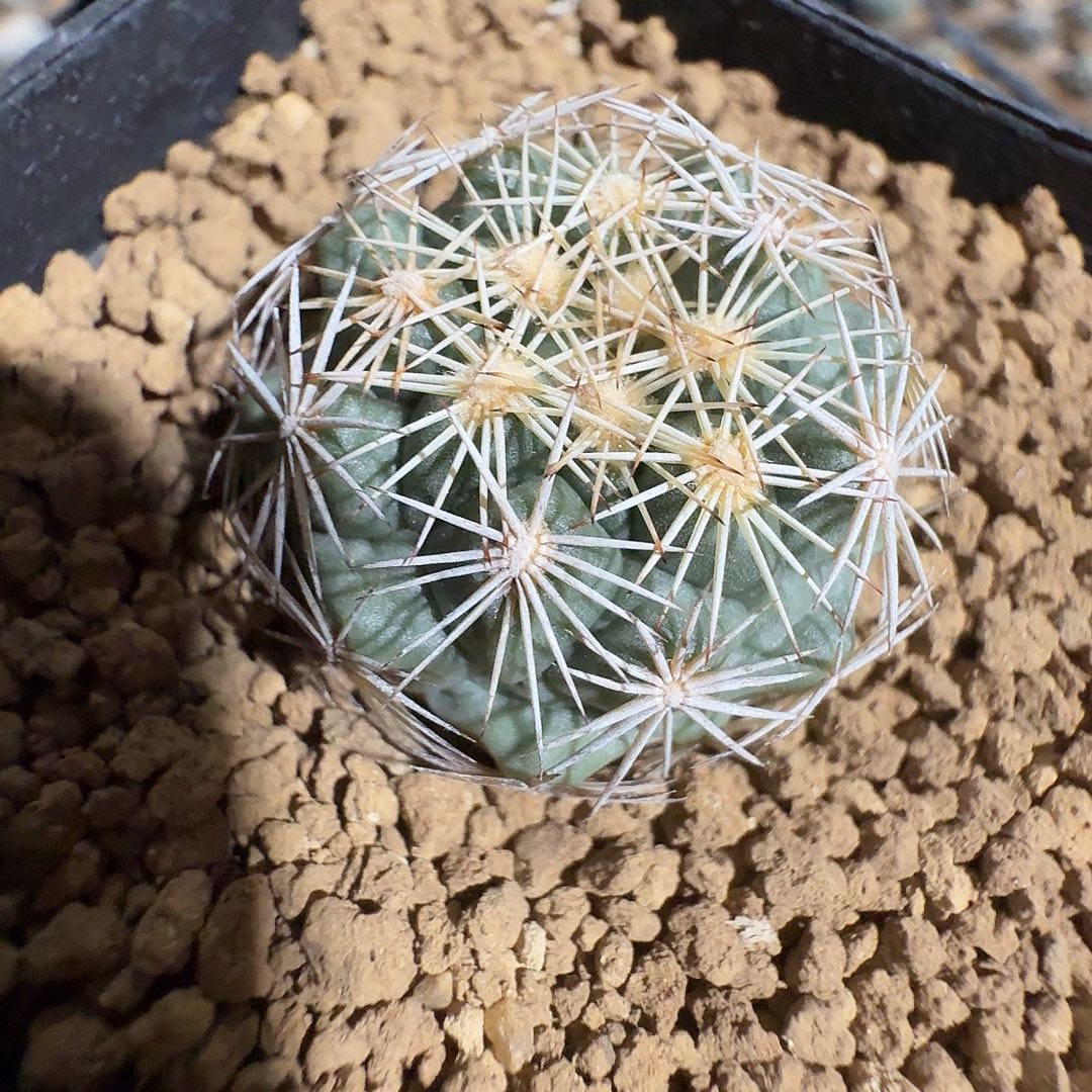 R***酱实生凤舞带盆发货