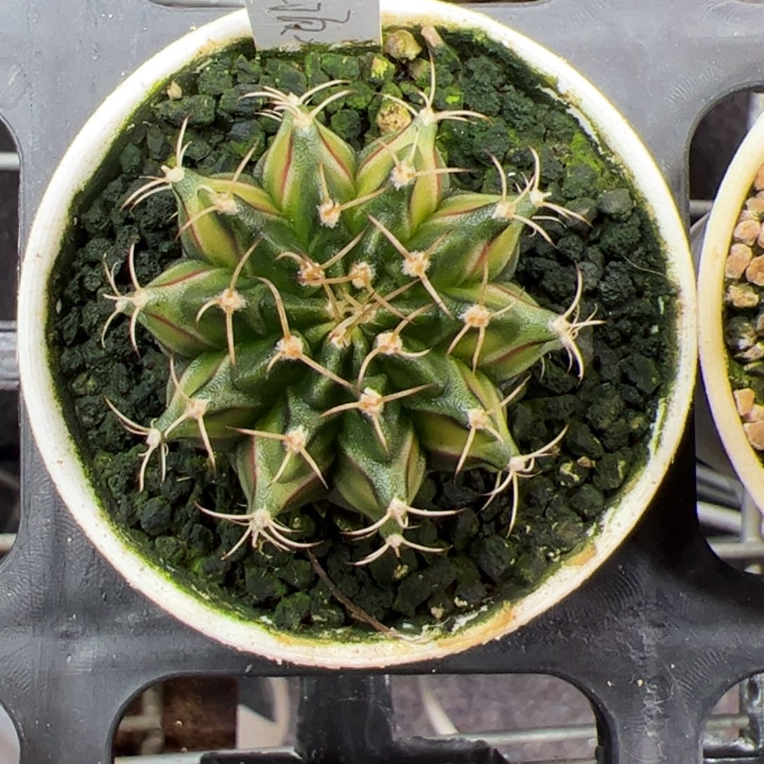 当前无花朵，栽培后可花朵