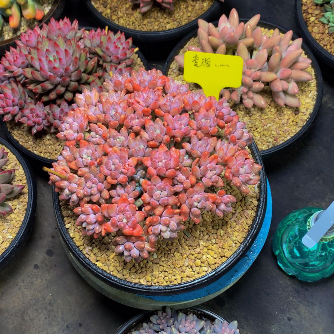 星黛露大平头多肉植物