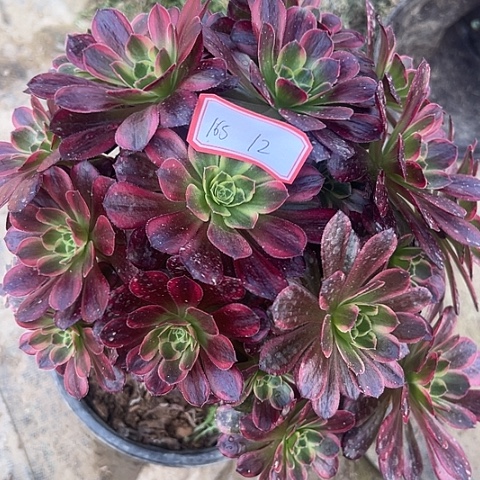 多肉植物安娜165