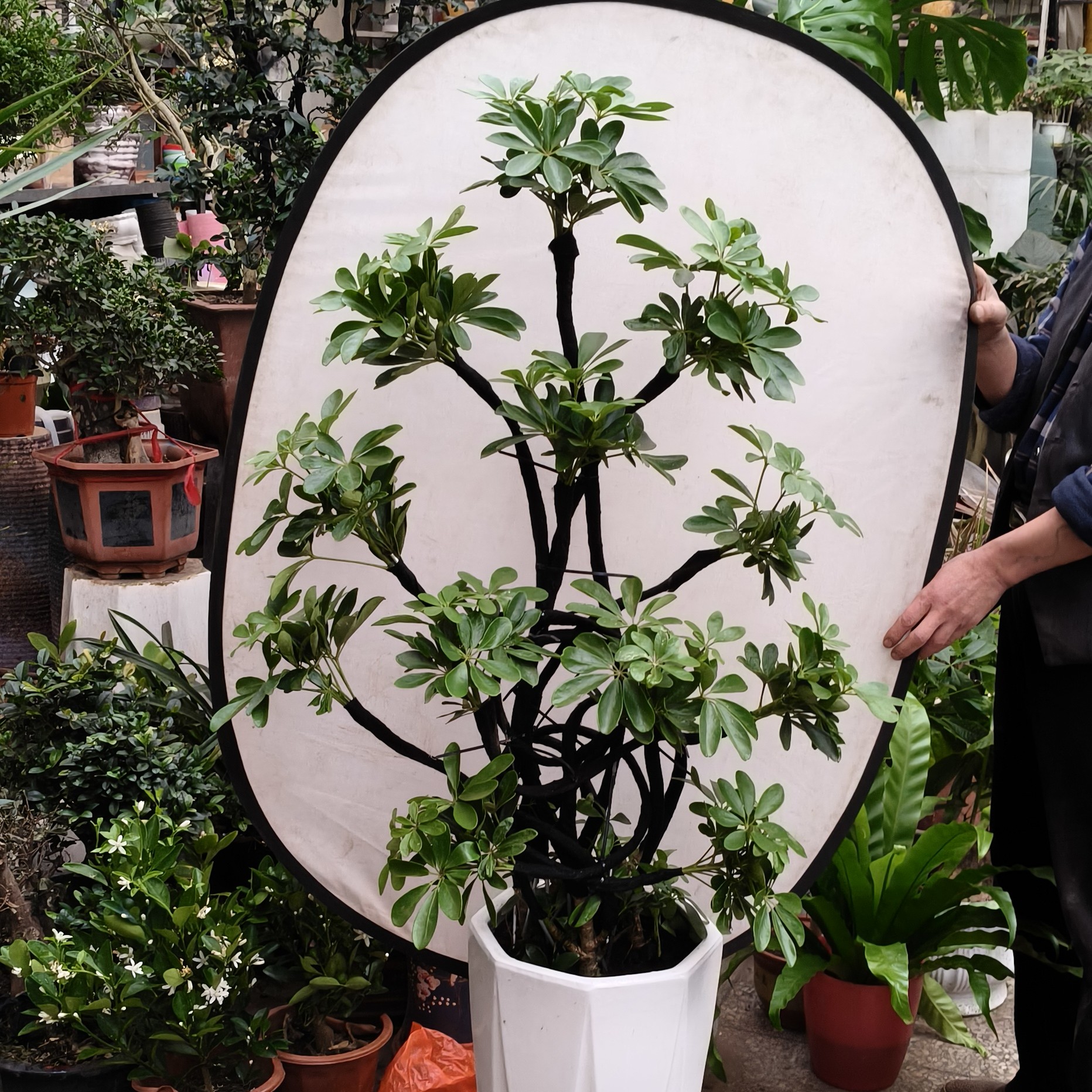 精品招财小元宝，开业，暖房佳品！