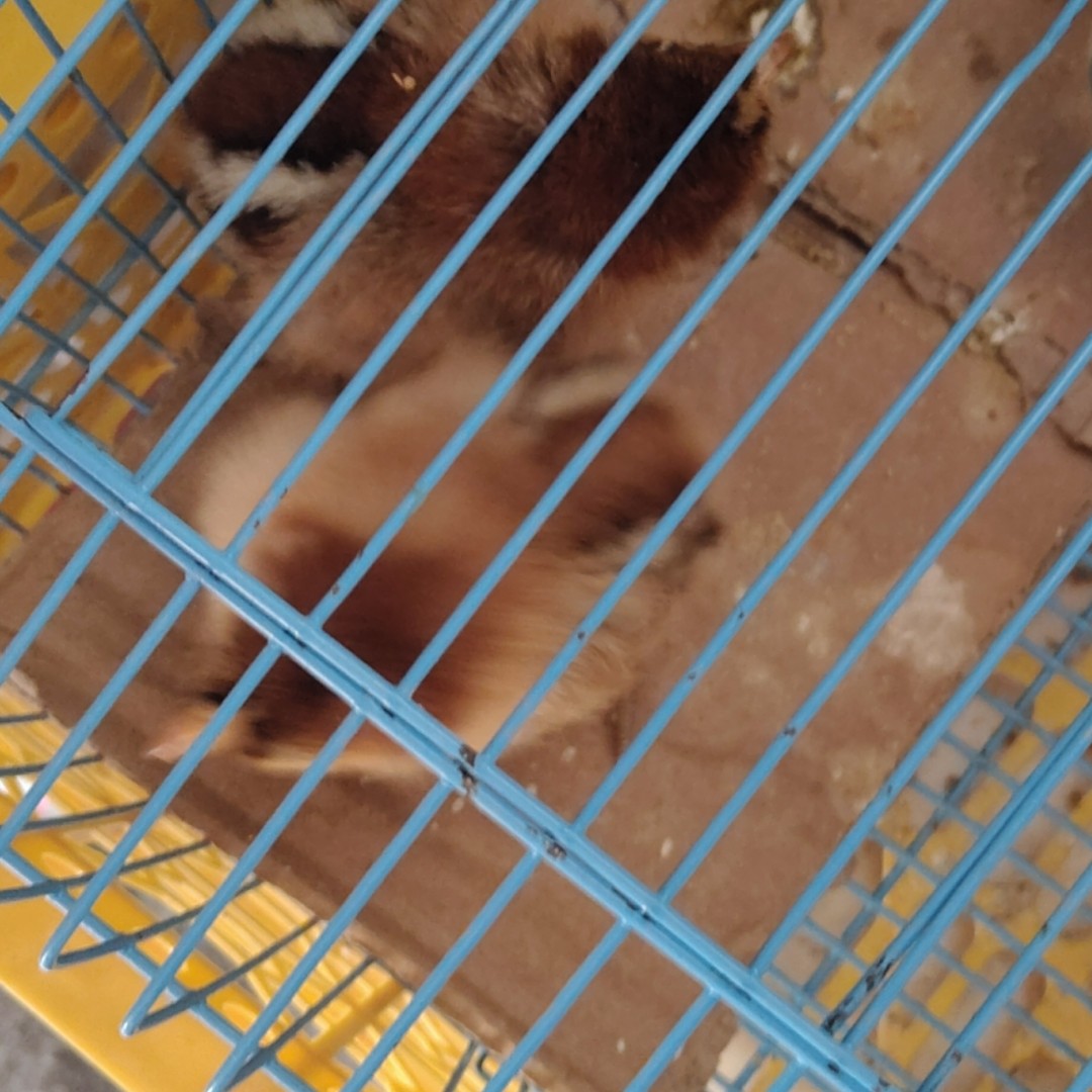 拍小黑运输专用鸟笼拍前联系客服