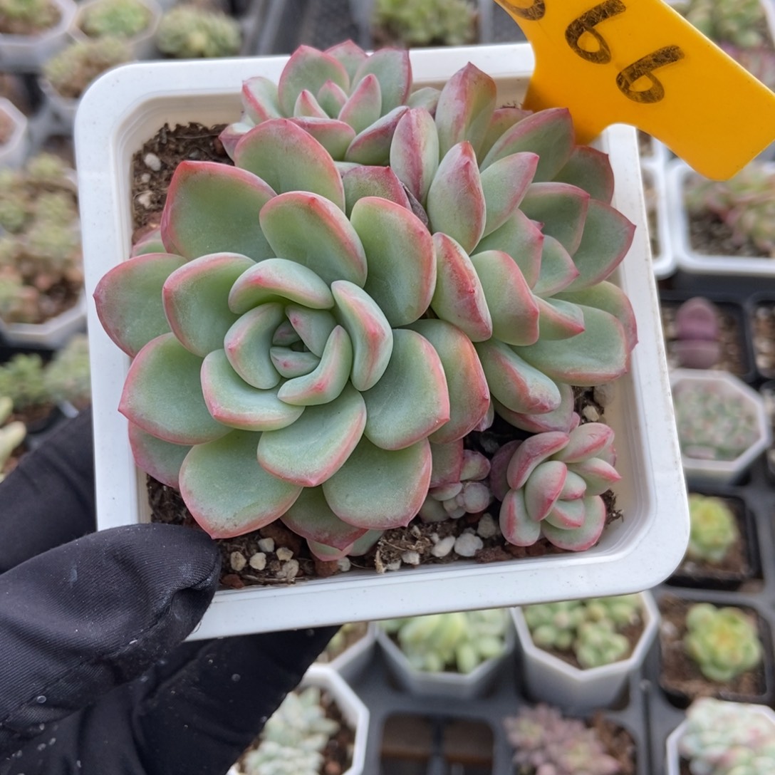 566泡芙多肉植物多肉