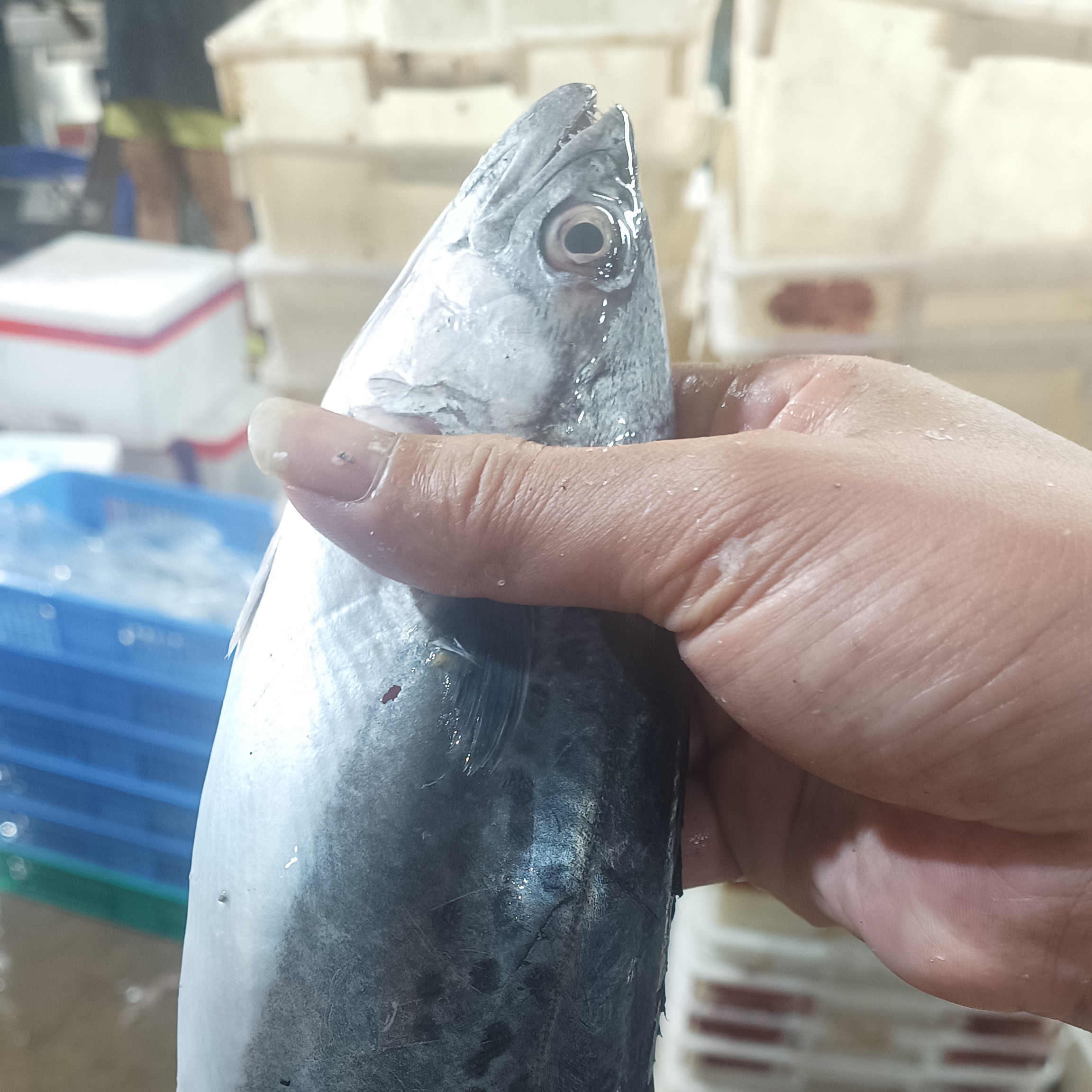 湛江本港白腹马鲛 扁鲛 马鲛鱼中天花板 肉质鲜嫩细腻