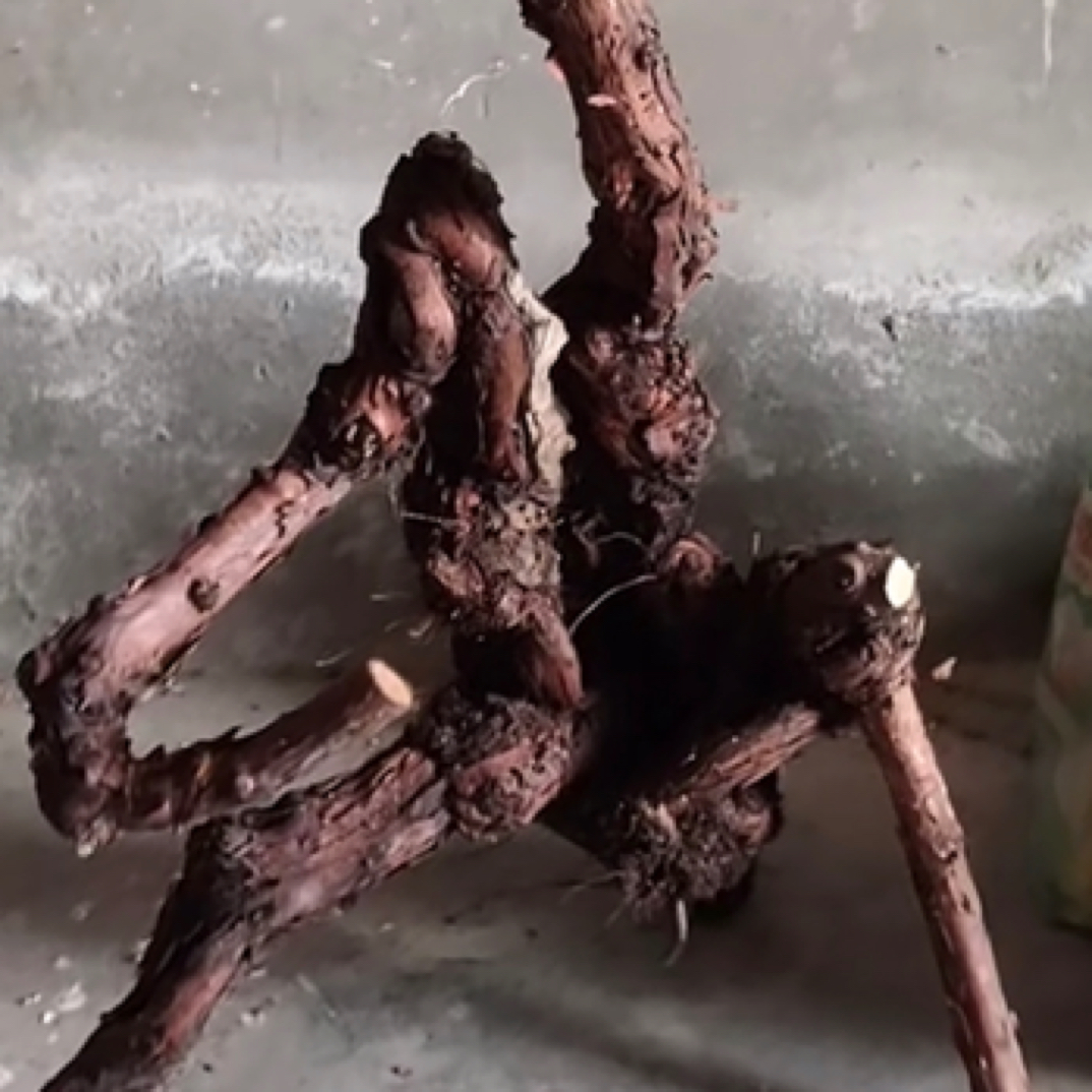 四川红皮山木香生桩老桩