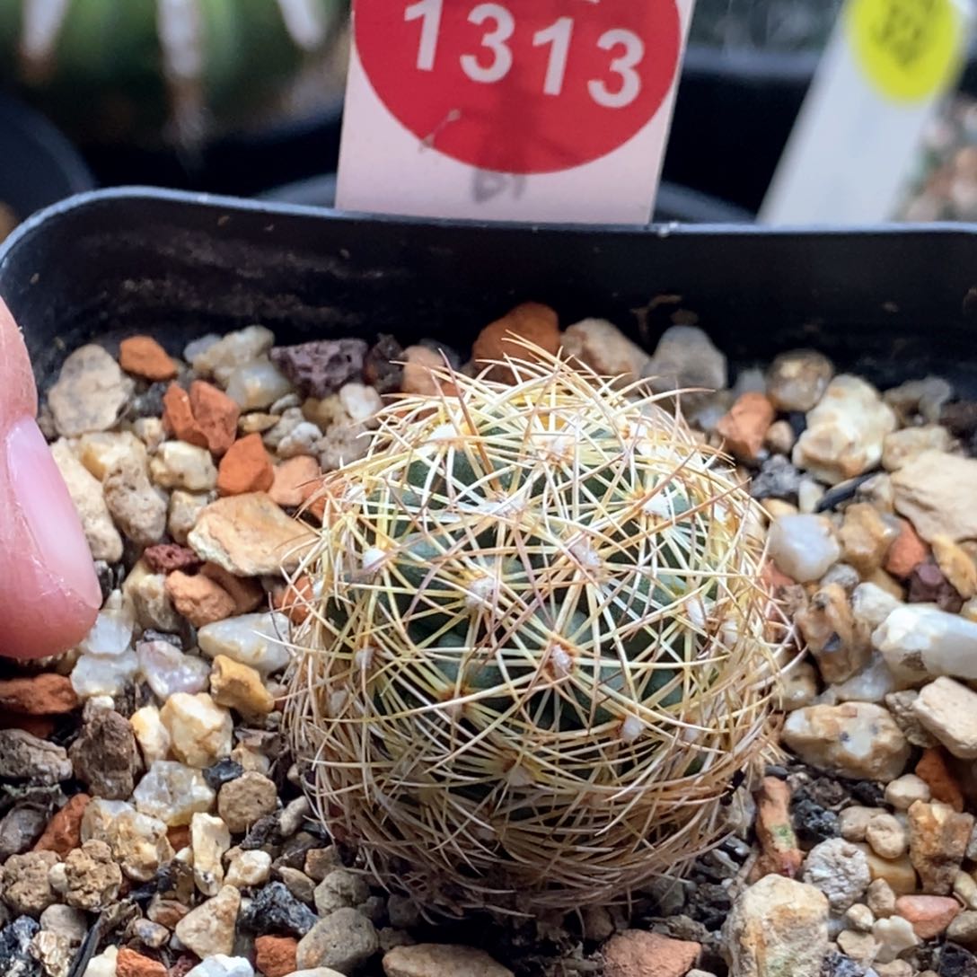 实生密刺狮子奋迅一棵