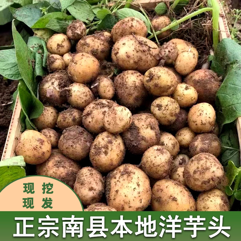 【南县特产】农家洋芋头湖南特产马铃薯黄心小土豆