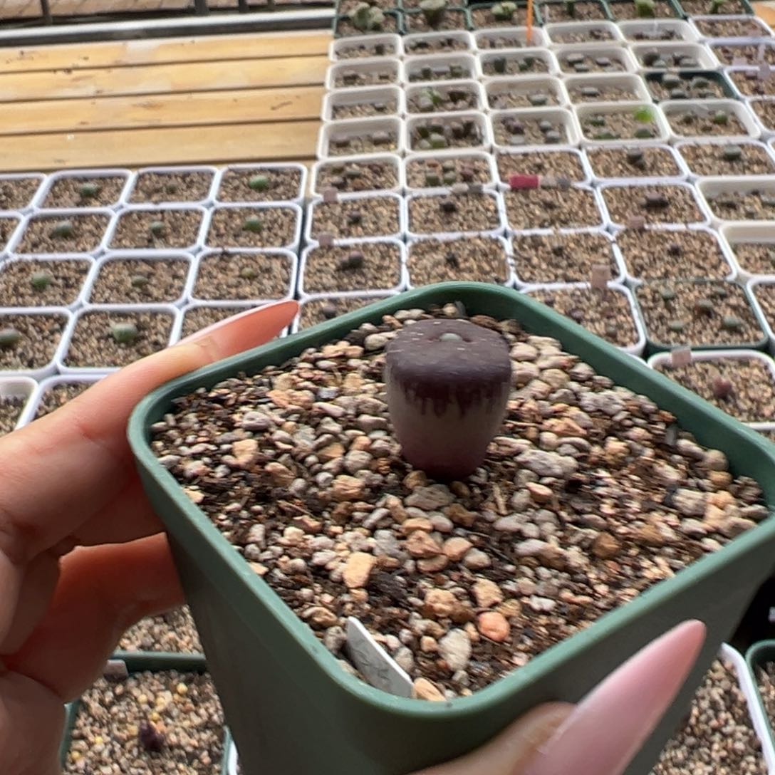 锦***王巨型黑洞26年新头一头