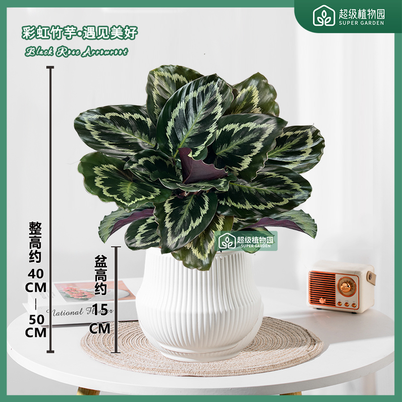 彩虹竹芋观叶盆栽室内彩叶绿植花卉室内净化空气除甲醛好养活绿植