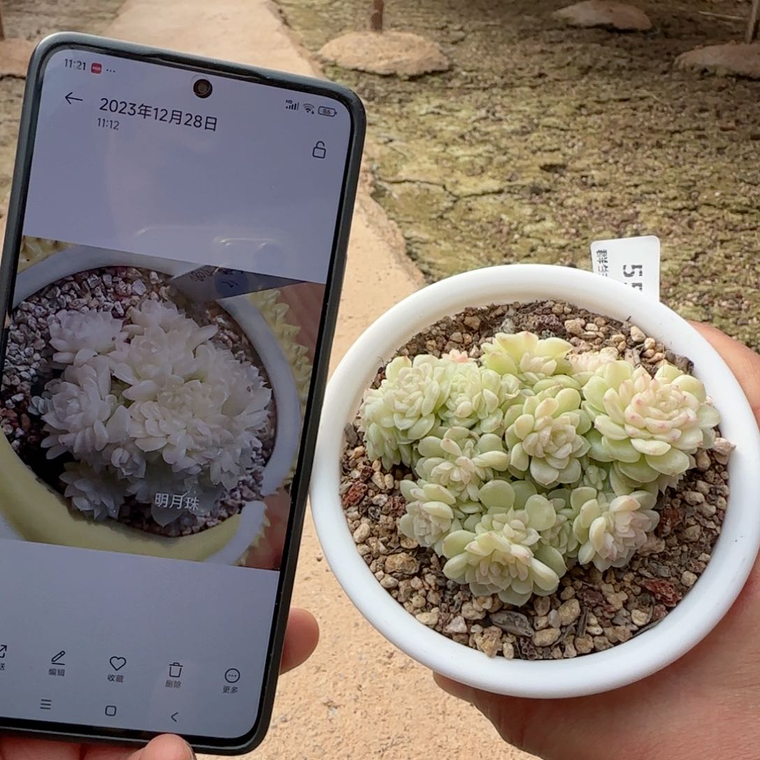 【闪购商品】0130-55（明月珠