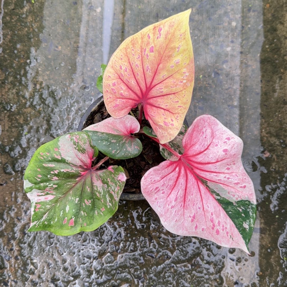 17-0921泰国发货彩叶芋
