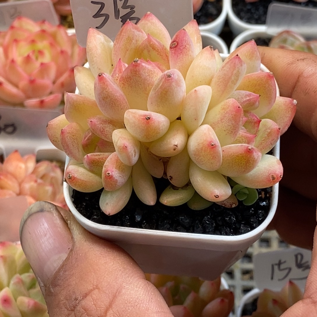 天官赐福百无禁忌