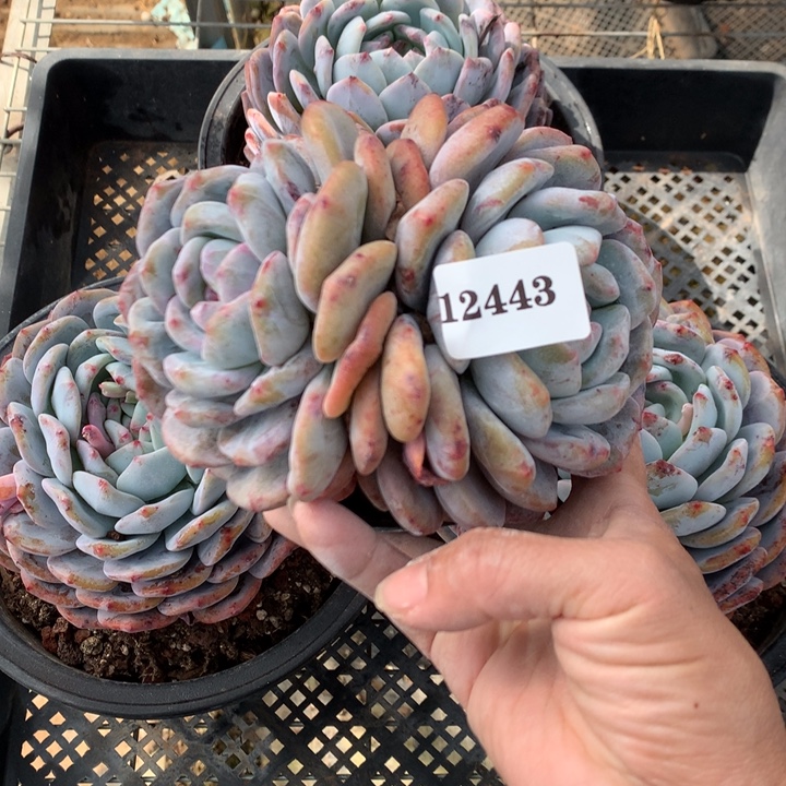 芷***汀12443嗯嗯嗯嗯嗯石化嗯嗯嗯