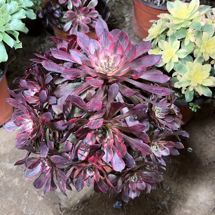 多肉植物法师烟花61